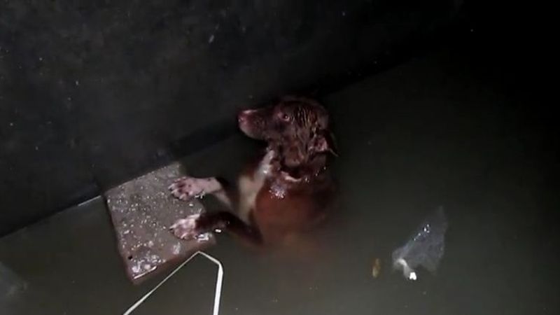 Zmarnowany pies wpadł do kanału. Ostatkami sił trzymał się kawałka betonu