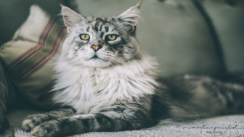 12 zaskakujących ciekawostek o największej rasie kotów, jaką jest maine coon