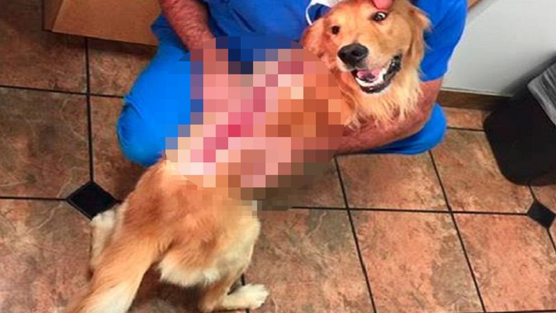 Ktoś oblał grzbiet psa żrącym kwasem. Przerażające rany wydawały się niemożliwe do wyleczenia