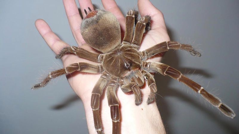 10 zaskakujących faktów o ptaszniku goliacie – największym pająku na świecie