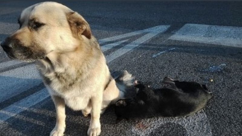 Pies został śmiertelnie potrącony przez samochód. Jego przyjaciel nie był w stanie go opuścić