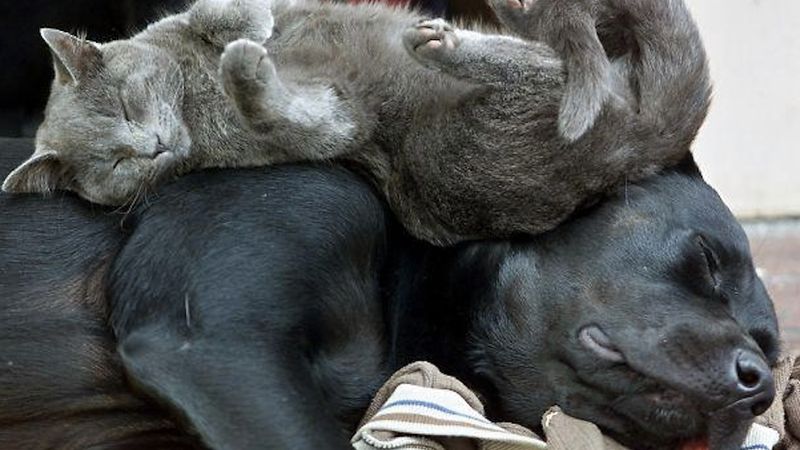 7 przykładów ze świata zwierząt, które dowodzą, że kot i pies mogą zostać najlepszymi przyjaciółmi