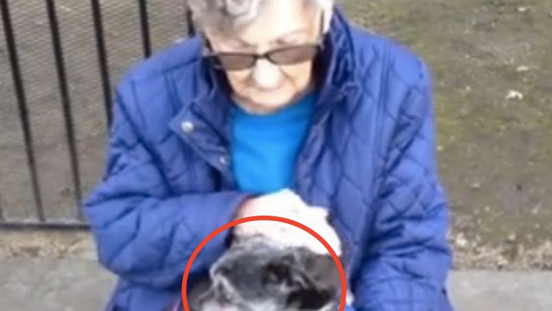 Musiała oddać 12-letniego psa do schroniska. Nie wiedziała, że zostanie tam tylko na jedną noc