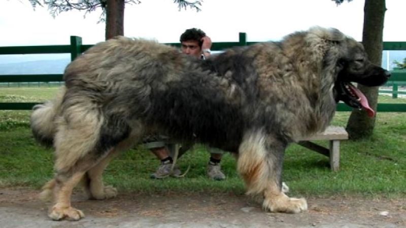10 ras psów, które osiągają największe rozmiary. Ich wielkość jest ponadprzeciętna