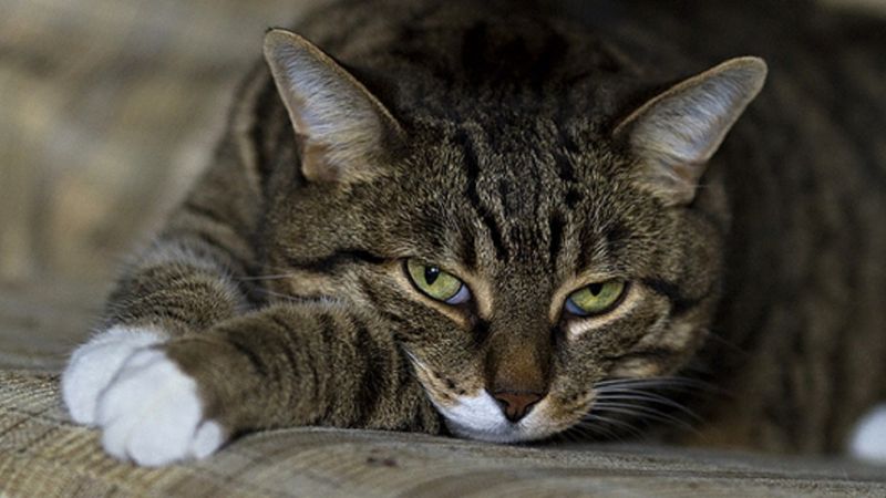 Właściciele kotów często mylą tę chorobę z przeziębieniem. Jest bardzo niebezpieczna