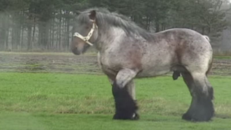 Mężczyzna dumnie prezentuje wdzięki pięknego belgijskiego konia. Ile w nim gracji!