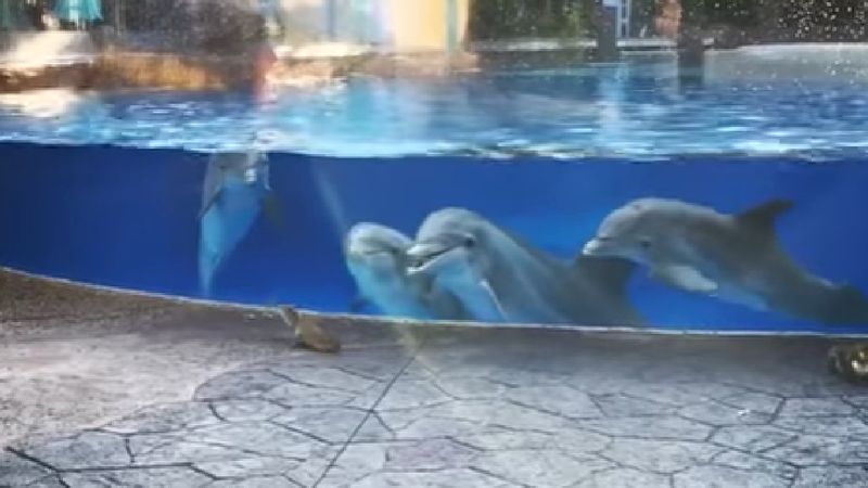 Przy zbiorniku z delfinami bawiły się wiewiórki. Reakcja pływających ssaków jest nadzwyczajna