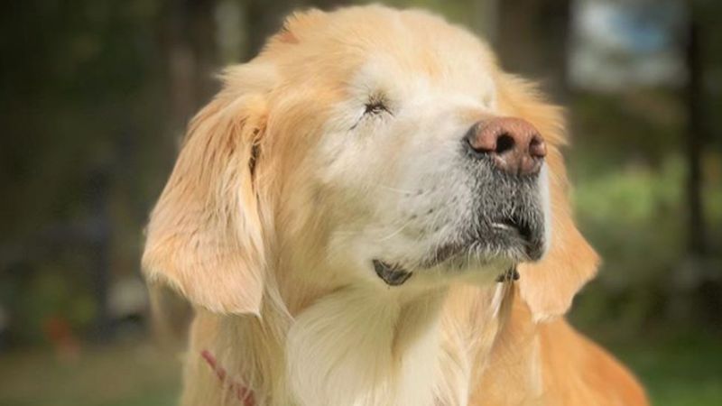 Podobnie jak u ludzi, niektóre psy są niewidome. Nie jest im łatwo odnaleźć się w świecie