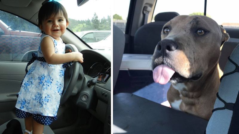 Pies odpycha dziewczynkę od auta. Widział niebezpieczeństwo, którego nie dostrzegła mama