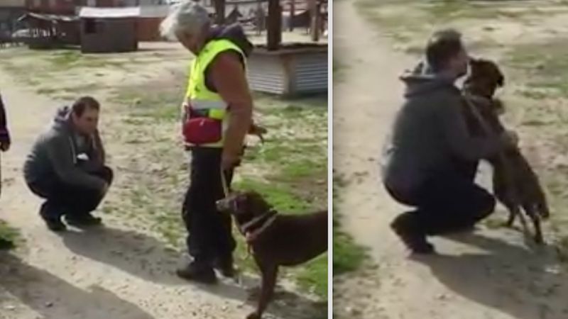 Zagubiony pies po 2 latach ponownie spotyka swojego opiekuna