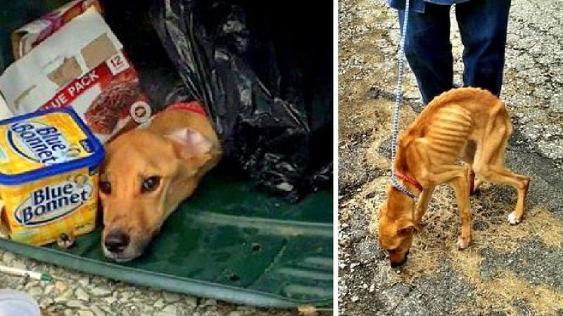 Podczas przeprowadzki wyrzuciła psa do śmietnika. Po trzech dniach zauważyli go śmieciarze