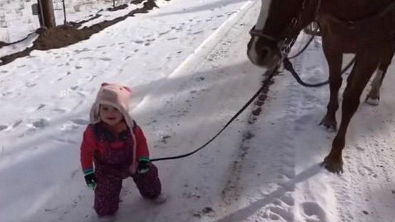 Mała dziewczynka zaplątała się w smyczy konia. Reakcja zwierzęcia roztopi serce każdego
