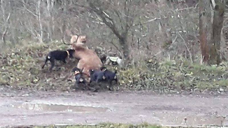 Siedem psów żywcem rozszarpało jelenia. Na wszystko pozwolił myśliwy