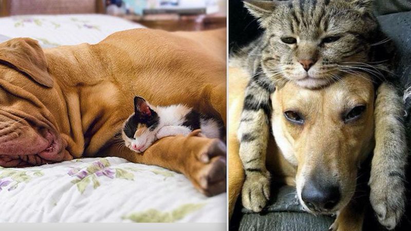 Te psy i koty uwielbiają razem spać. Oto 10 najlepszych zdjęć wykonanych przez ich właścicieli