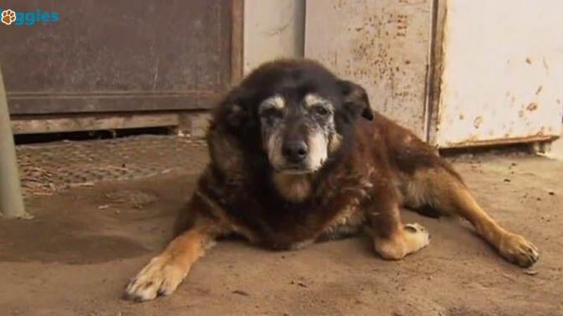 Zmarł najstarszy pies świata. Odszedł w wieku 34 lat.