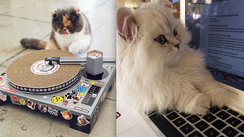 17 kotów, które radzą sobie z technologią lepiej niż niejeden człowiek. Tylko na nie spójrz!