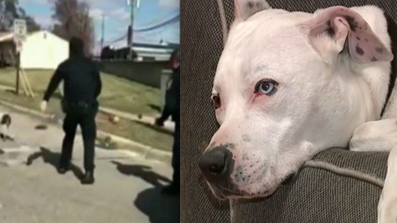 Policjant poraził psa paralizatorem tylko dlatego, że uciekł z domu. Wszystko zostało nagrane