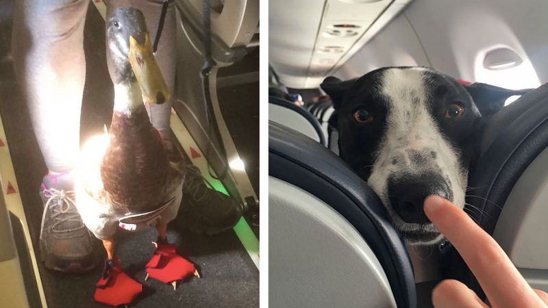 15 słodkich zwierzaków podróżujących samolotem. To się nazywa komfort