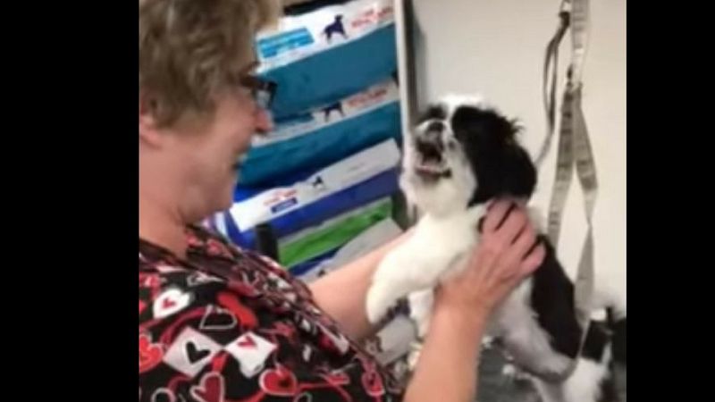 Psia fryzjerka śmieje się do psa. Nie spodziewa się, że czworonóg za chwilę jej odpowie
