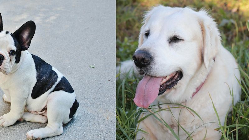 10 najbardziej popularnych ras psów w Polsce. Oto co powinieneś wiedzieć na ich temat