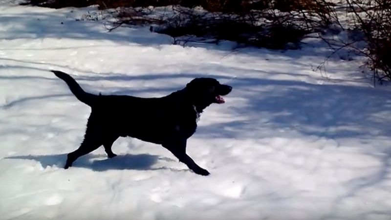 Zabrali psa na spacer po śniegu. Kiedy labrador zaczął się bawić, nie mogli powstrzymać śmiechu