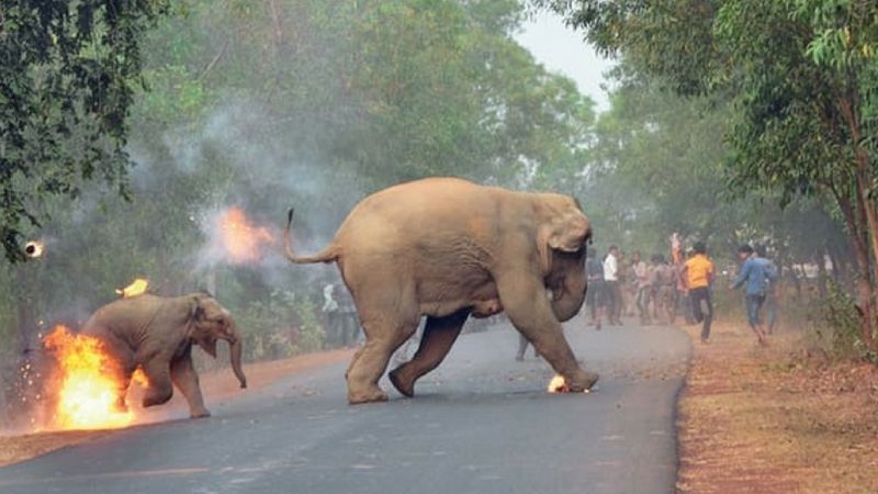 To zdjęcie wstrząsnęło całym światem. Ukazuje piekło, przez jakie przechodzą słonie w Indiach