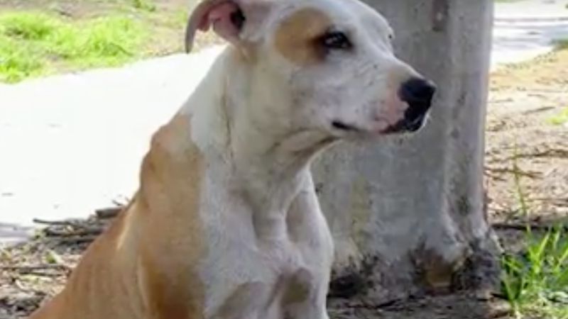Ratownicy znaleźli bezpańskiego psa. Okazało się, że czworonóg skrywał pewien sekret
