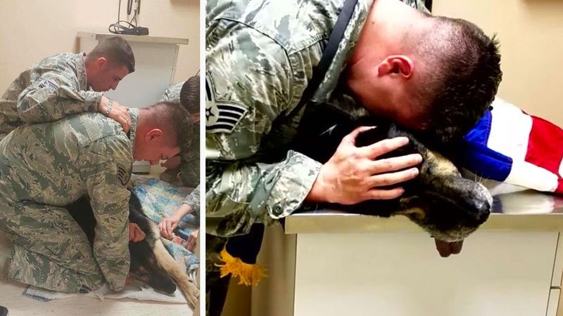 Żołnierz przykrywa ciało swojego psa flagą. Powód wzrusza do granic możliwości