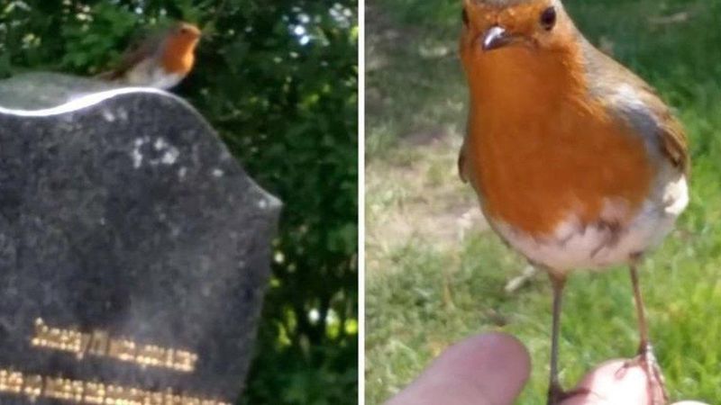 Na grób jej syna przylatuje mały ptak. Zwierzak szybko daje  kobiecie znak