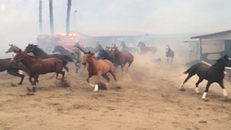Ryzykowali życie, aby uratować konie przed pożarem. Dramatyczne wideo trafiło do Internetu