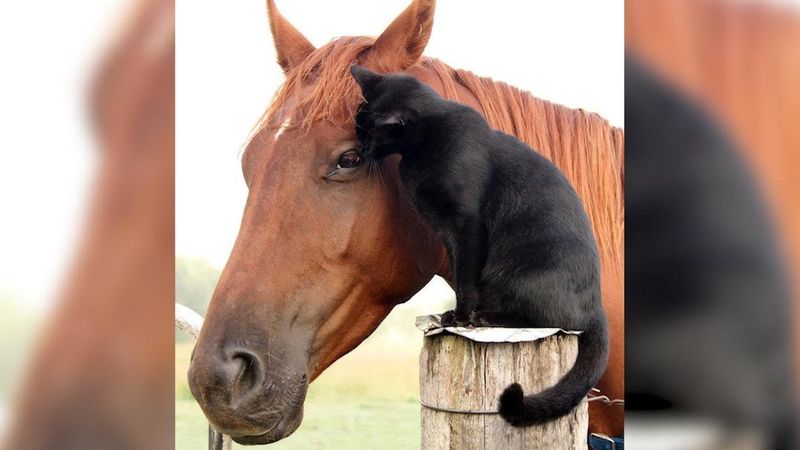 Ten kot i koń są najlepszymi przyjaciółmi. Wszystko robią razem