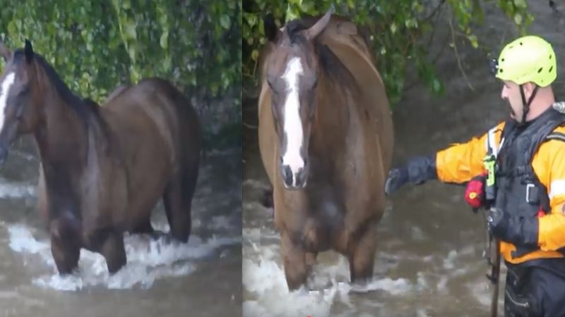 Ten koń utknął w rwącej wodzie i bał się ruszyć. Na szczęście na miejscu pojawili się ratownicy