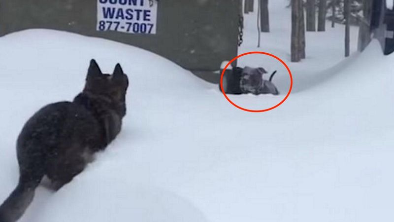 Bezradny pies utknął w śniegu. To, co zrobił wtedy owczarek niemiecki, wzrusza do łez