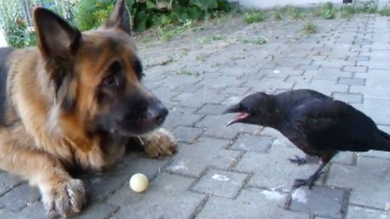 Owczarek niemiecki i ptak bawią się razem piłką. Cudownie się na nich patrzy