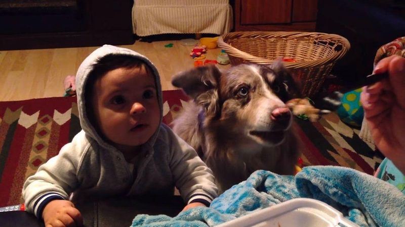 Pies pokazuje małemu chłopcu, jak powiedzieć „mama”