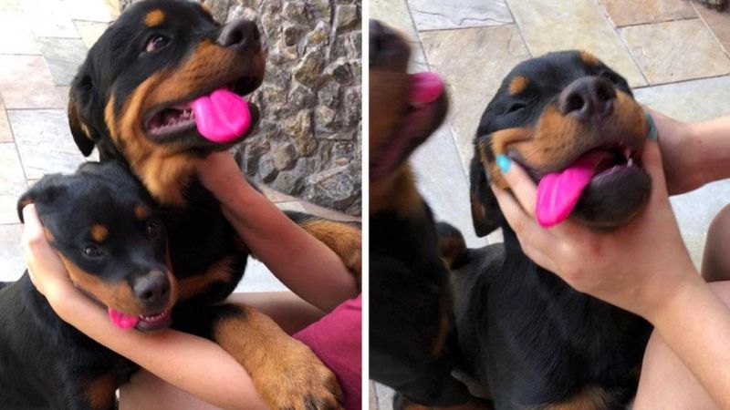 Języki jej psów niespodziewanie zmieniły kolor na różowy. To był dowód poważnej zbrodni