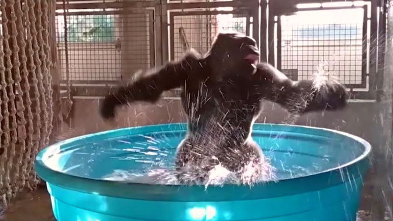 14-letni goryl poraz pierwszy skorzystał z basenu dla dzieci. Reakcja zwierzaka została nagrana
