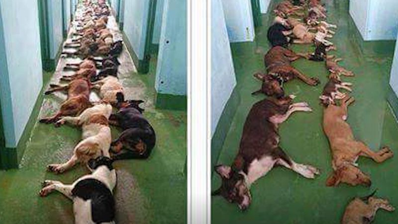 Belgijskie schronisko uśpiło dziesiątki zdrowych psów.Tłumaczono, że placówka jest przepełniona