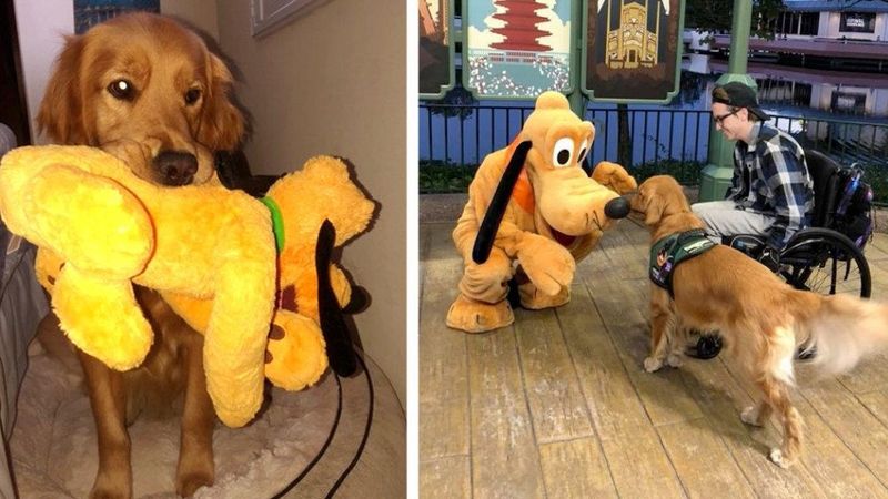 Pies służbowy poznaje żywą wersję swojej ulubionej zabawki. Reakcja czworonoga jest niesamowita