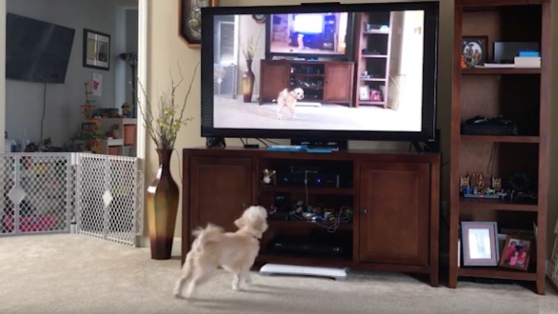 Pies siedzi przed telewizorem. Kiedy zobaczył siebie na ekranie, zrobił coś, co śmieszy do łez