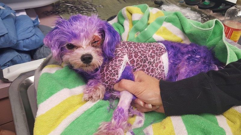 Do kliniki trafił pies w kiepskim stanie. Weterynarzy zaniepokoił jego nienaturalny kolor futra