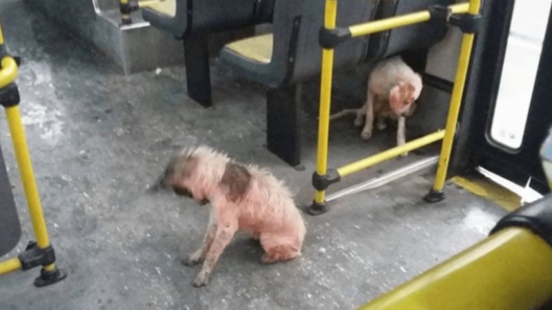 Kierowca autobusu pomógł bezpańskim psom. Mógł przez ten gest stracić pracę