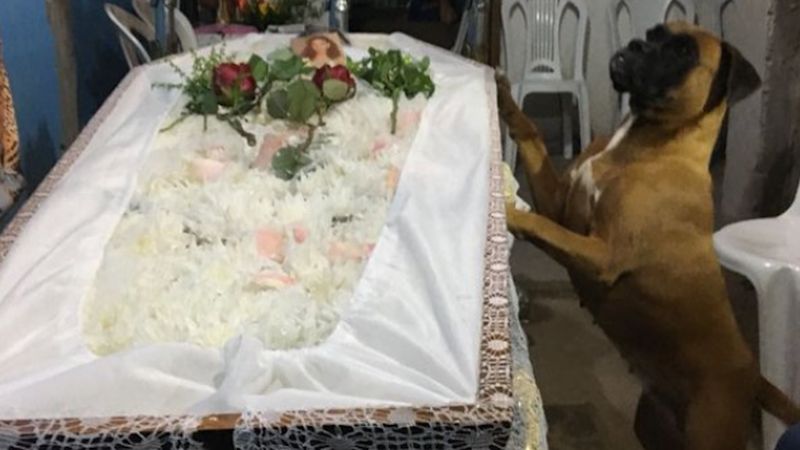Suczka uczestniczyła w pogrzebie ukochanej pani. Jej zachowanie poruszyło wszystkich