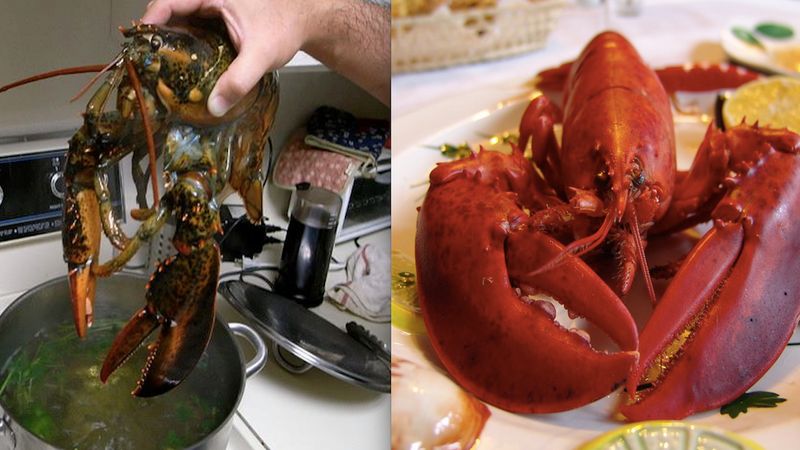 Szwajcaria prawnie zakazała gotowania żywych homarów. To pierwszy taki kraj na świecie
