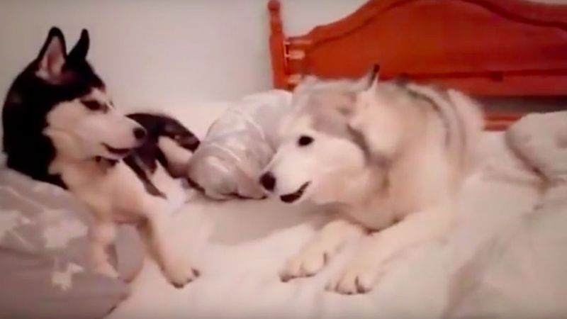 Dwa psy husky zawzięcie kłócą się na łóżku. Ich wymiana zdań powala na łopatki