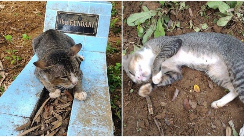 Kot smutnymi oczami zerka na grób. Ludzie są zaskoczeni tym, co dzieje się później