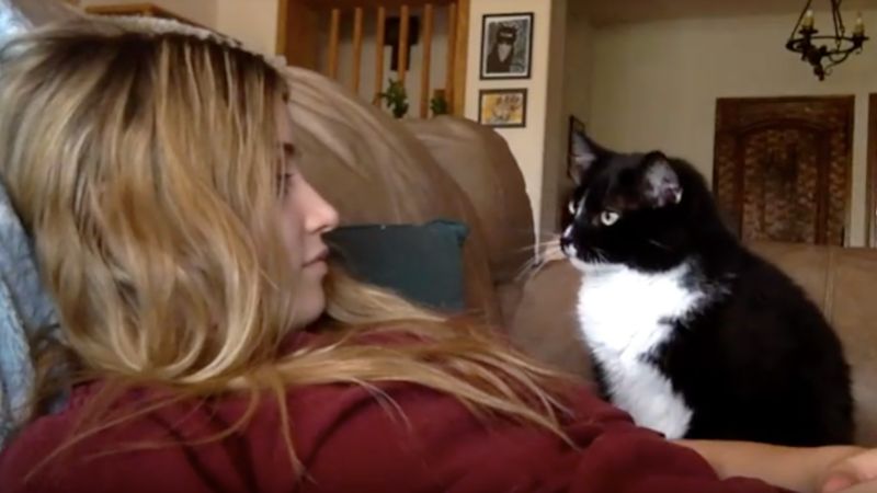 Kot w przeuroczy sposób próbuje zwrócić na siebie uwagę swojej mamy