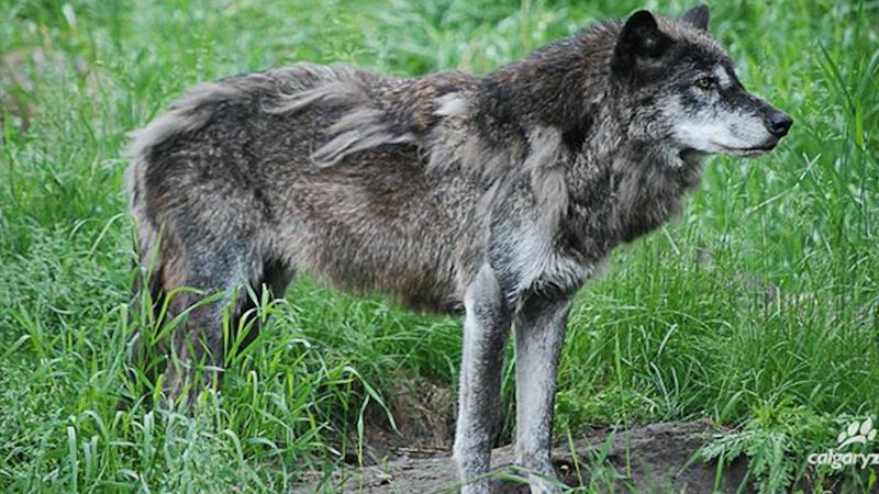 Zoo w Kanadzie zabiło 14-letniego wilka. Powód tej decyzji był niedorzeczny