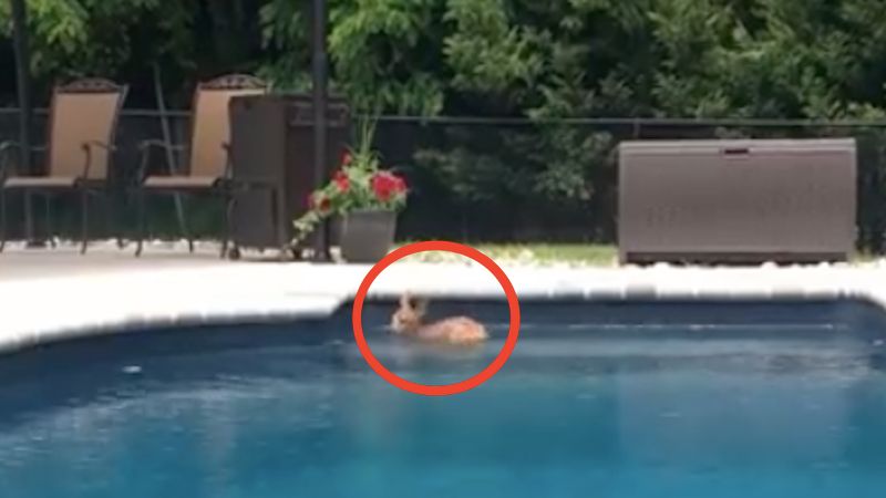 Ujrzała dziwne zwierzę w swoim basenie. Gdy zauważyła, że to nie pies, szybko włączyła kamerę