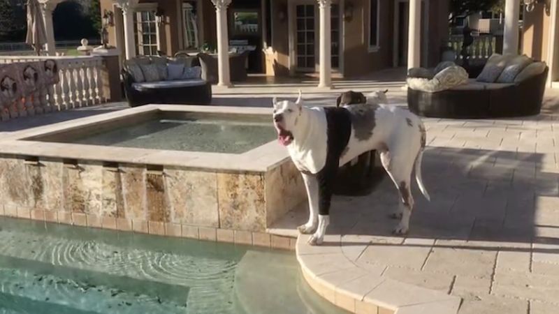 Właściciele nie pozwoli psu wejść do basenu. Odpowiedź czworonoga jest godna Oscara!